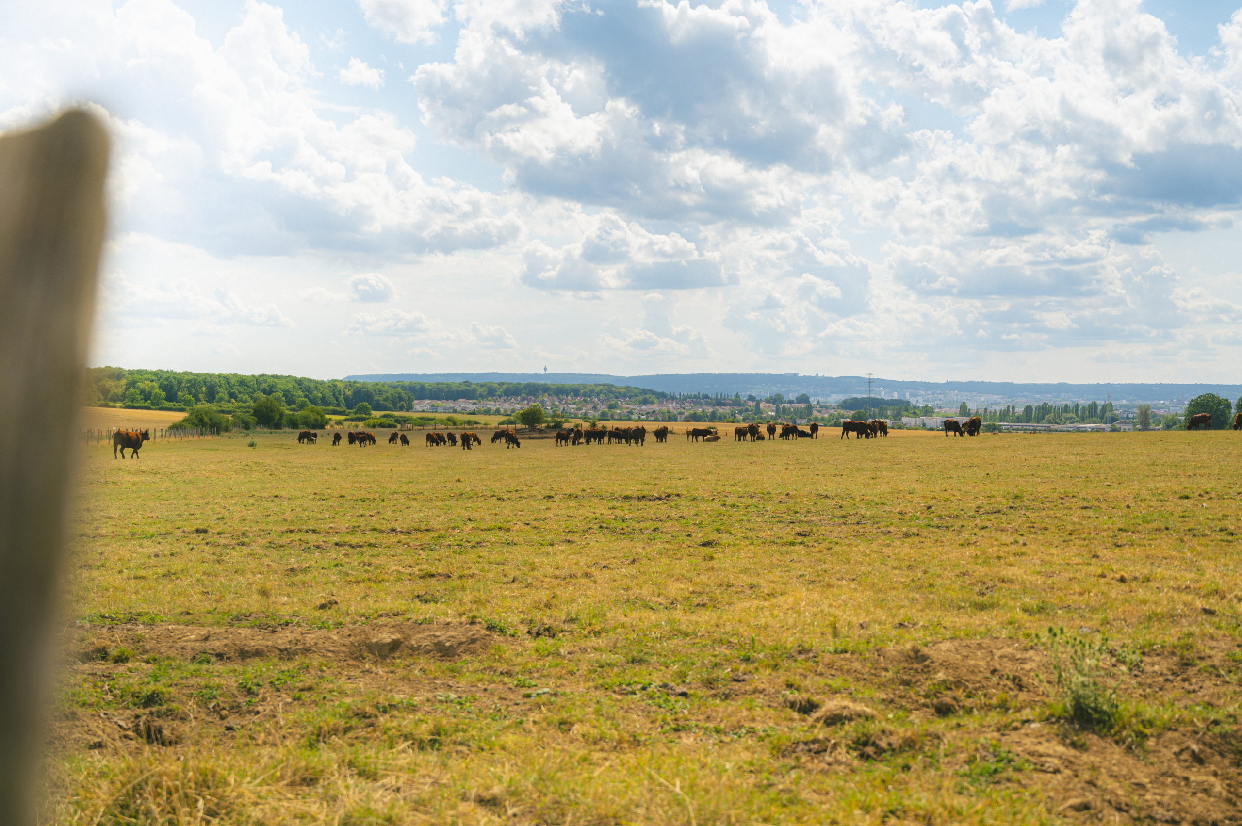 paysage représentant un champ et des vaches au loin